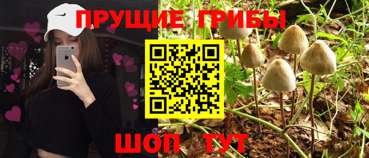Галлюциногенные грибы Cubensis Ногинск